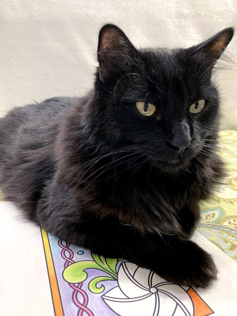 3/4 view of Lucca, a longhair black cat looking off to the left like a perfect model.